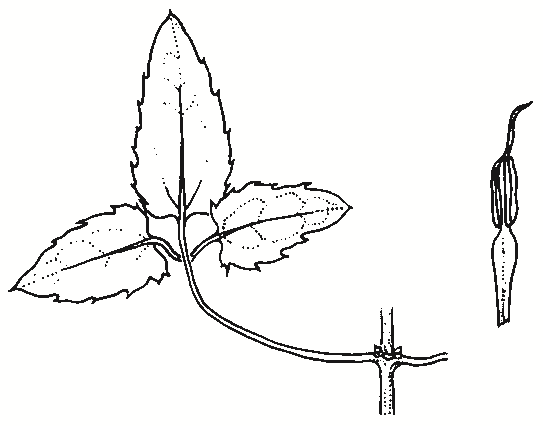 Clematis aristata