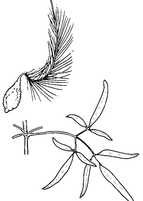 Clematis microphylla