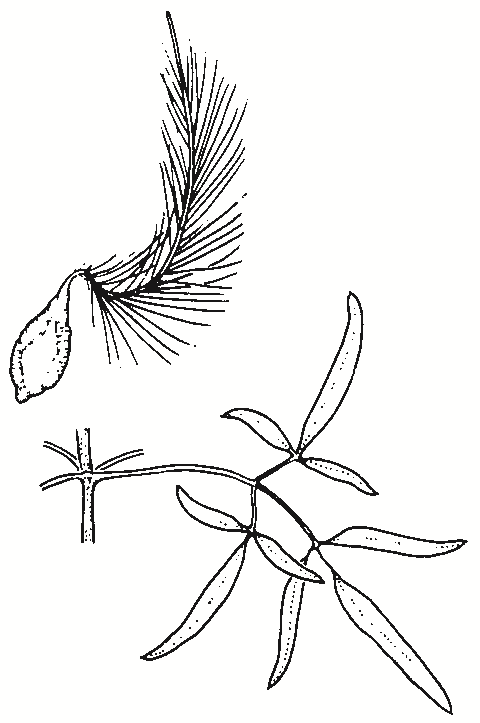 Clematis microphylla