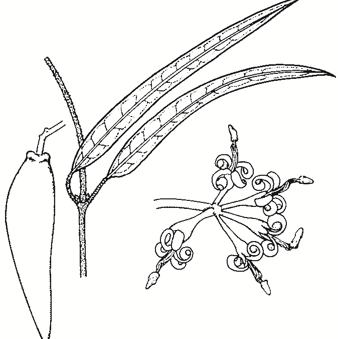 Parsonia eucalyptophylla
