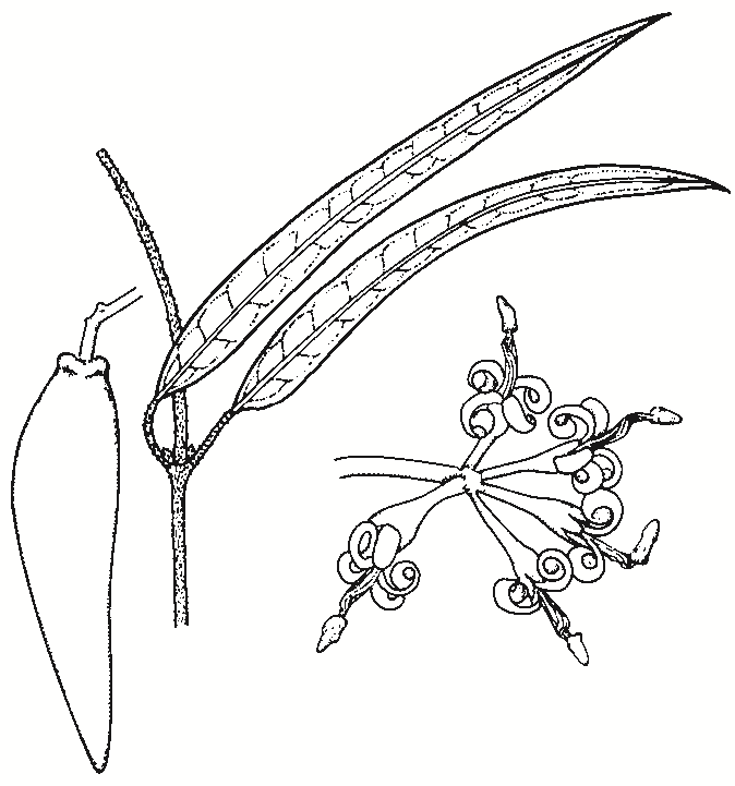 Parsonia eucalyptophylla