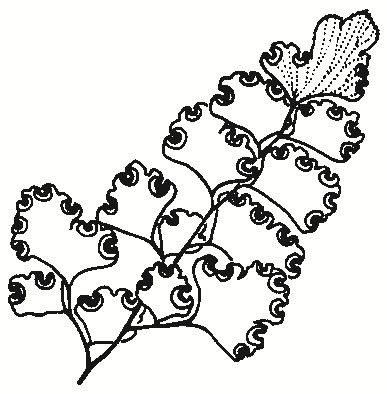 Adiantum aethiopicum
