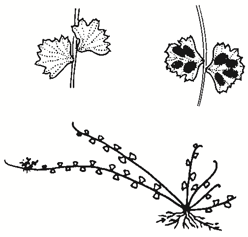 Asplenium flabellifolium