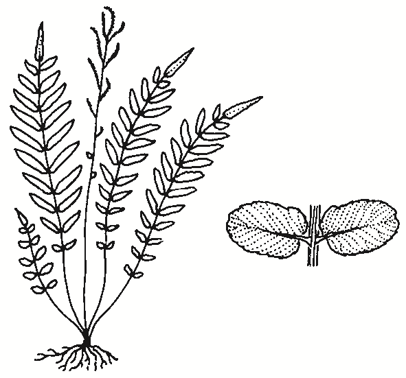 Blechnum minus