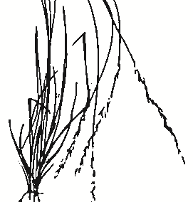 Aristida species