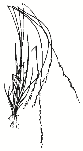 Aristida species