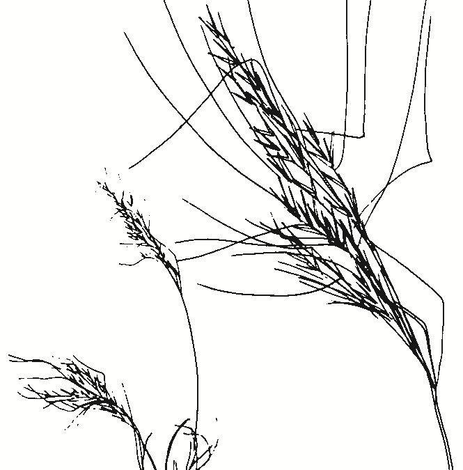 Austrostipa species