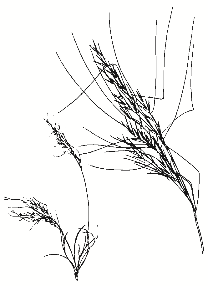 Austrostipa species