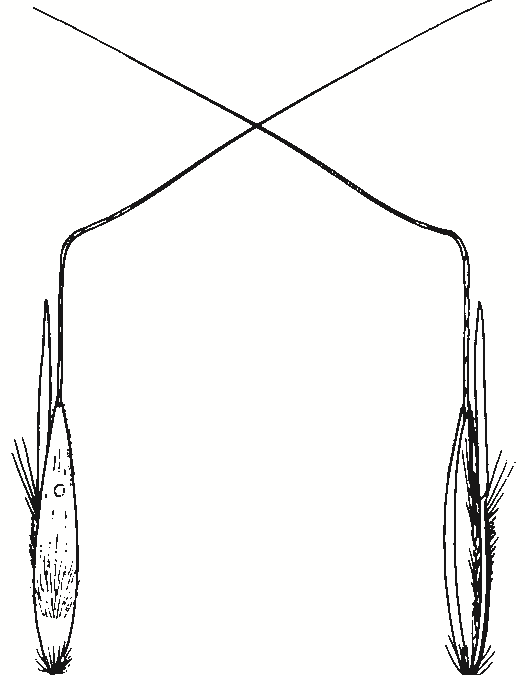 Bothriochloa macra