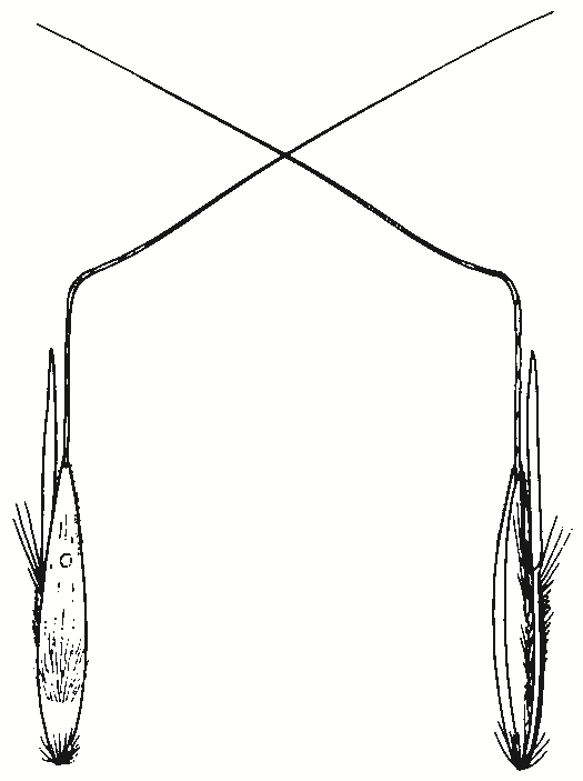 Bothriochloa macra
