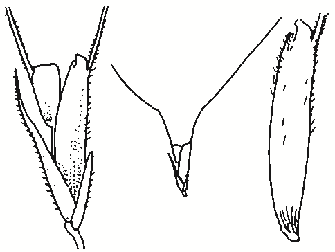 Chloris truncata