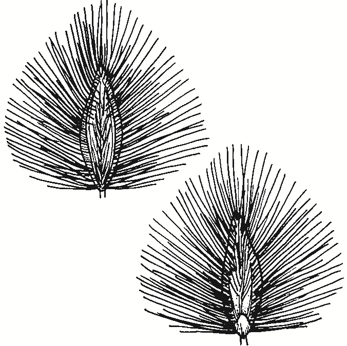 Digitaria brownii
