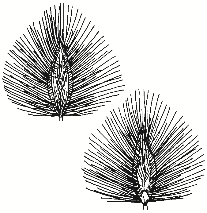 Digitaria brownii