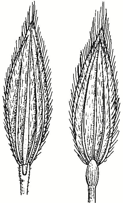 Digitaria divaricatissima