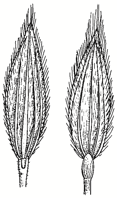 Digitaria divaricatissima