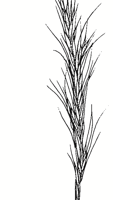 Anthrosachne scaber