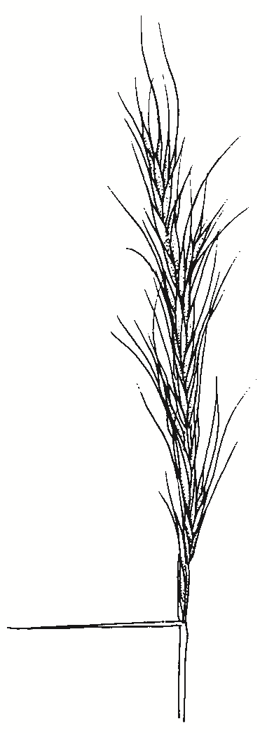 Anthrosachne scaber