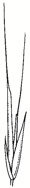 Enteropogon acicularis