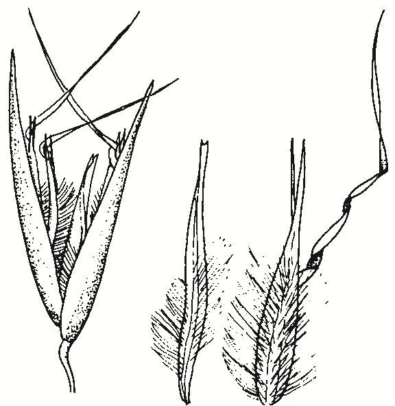 Rytidosperma pallidum