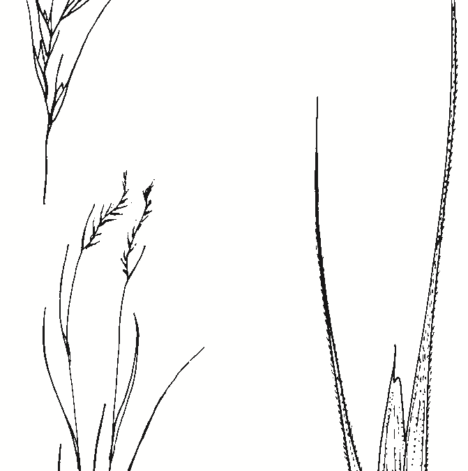 Microlaena stipoides