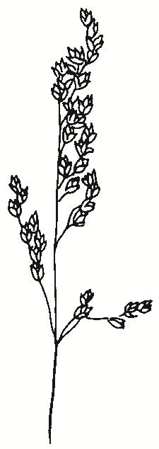 Poa spp.