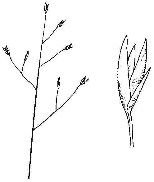 Sporobolus caroli