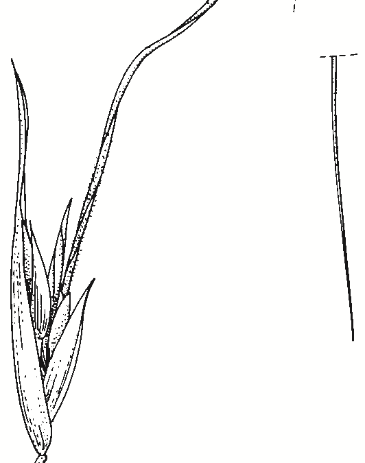 Themeda triandra