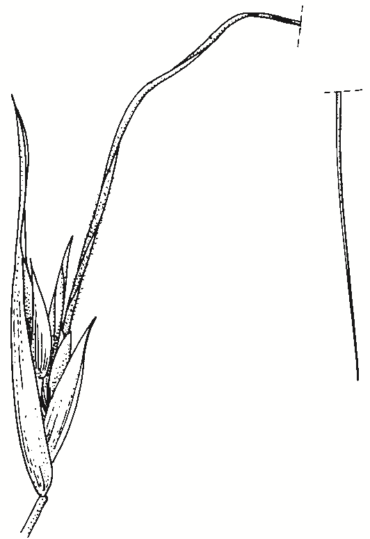 Themeda triandra