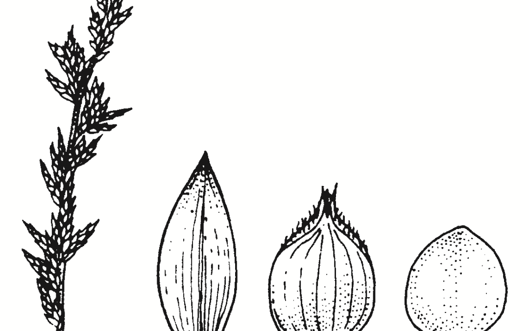 Carex species