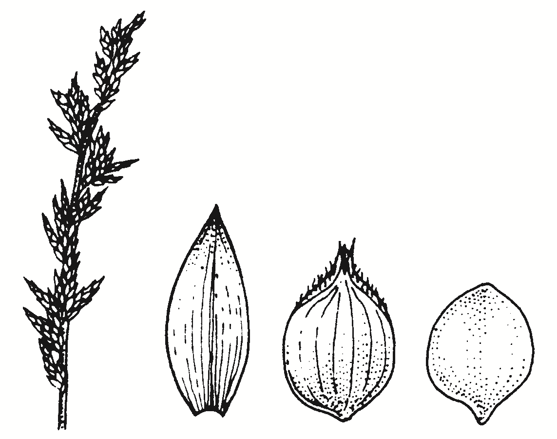 Carex species