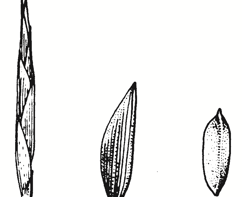 Cyperus lucidus