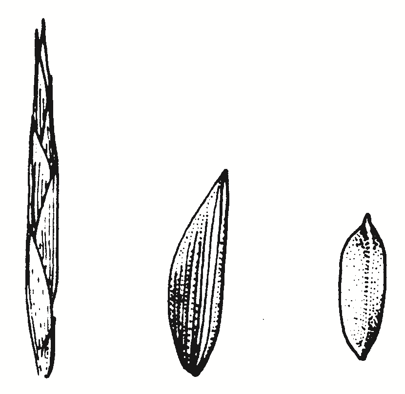 Cyperus lucidus