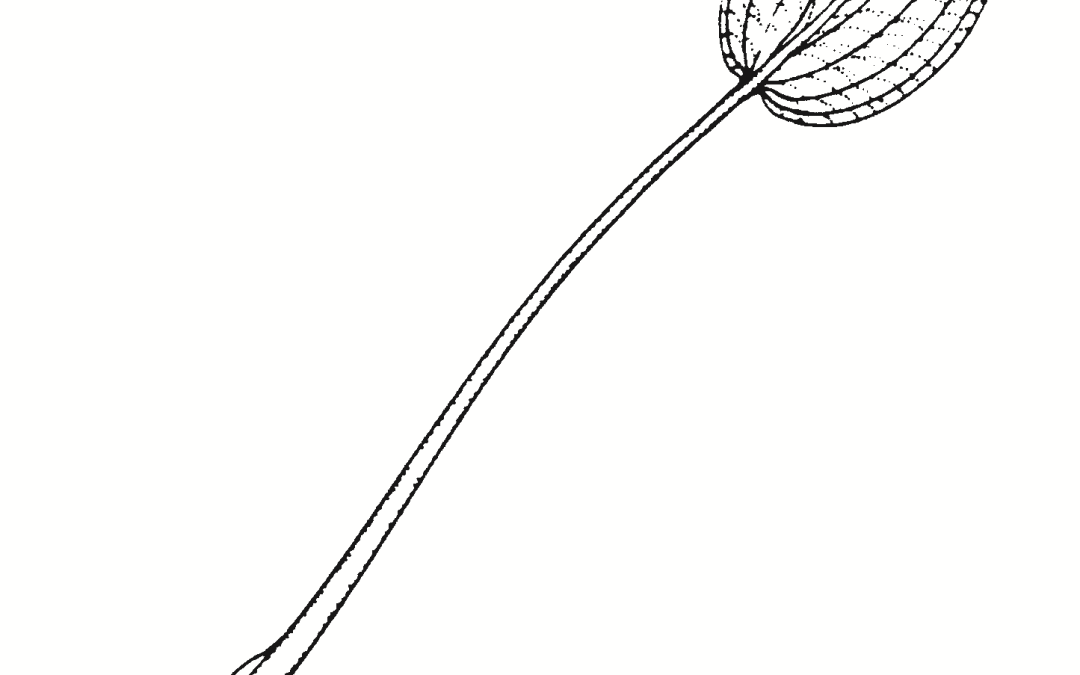 Alisma plantago-aquatica