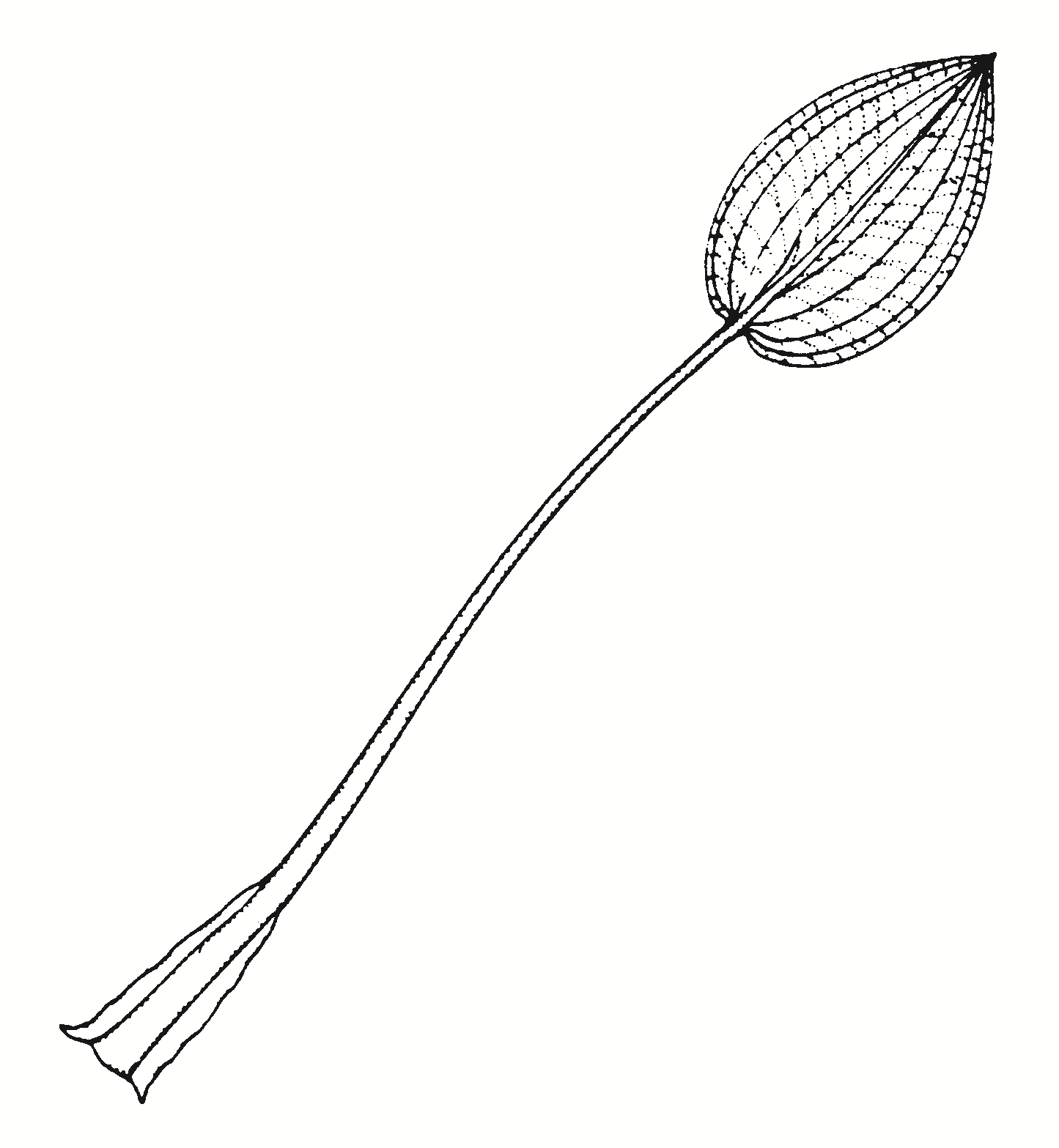 Alisma plantago-aquatica