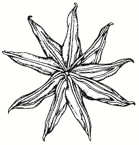 Damasonium minus