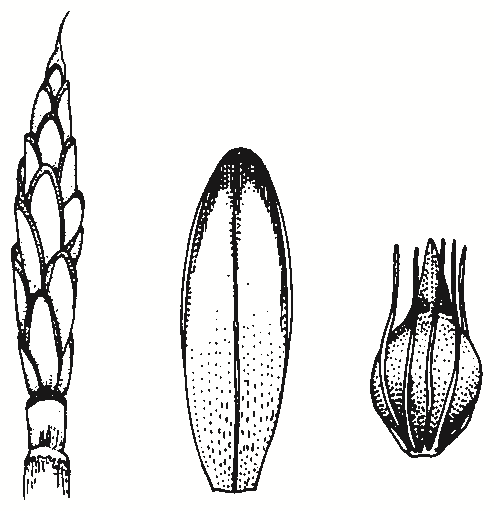 Eleocharis sphacelata
