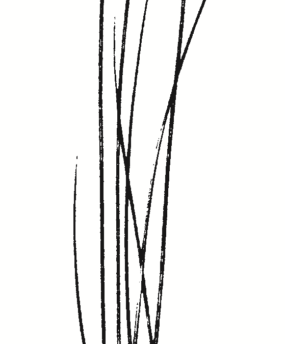 Juncus species