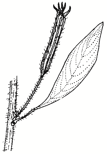 Ludwigia peploides