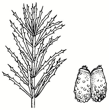 Myriophyllum papillosum