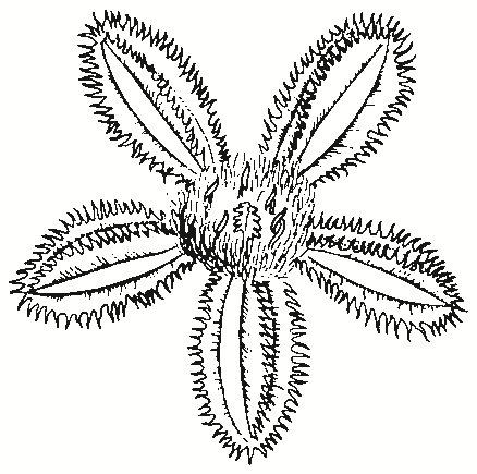 Nymphoides crenata