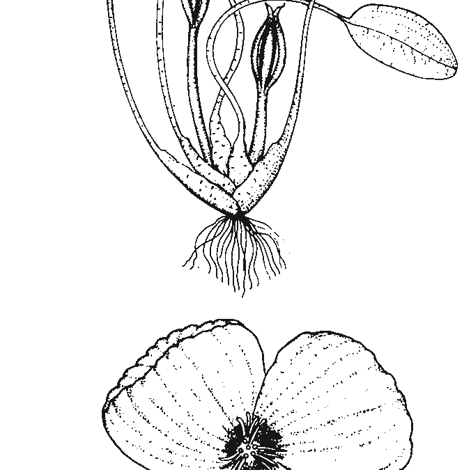 Ottelia ovalifolia