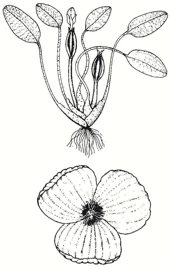 Ottelia ovalifolia