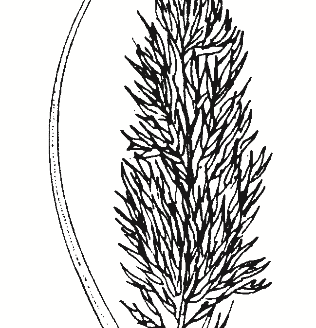 Phragmites australis