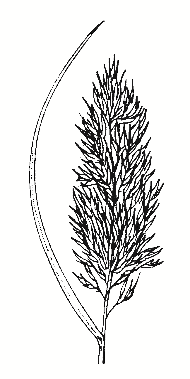 Phragmites australis