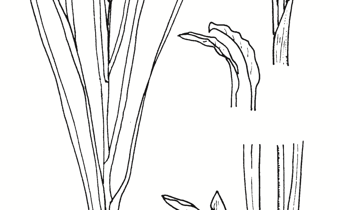 Typha domingensis