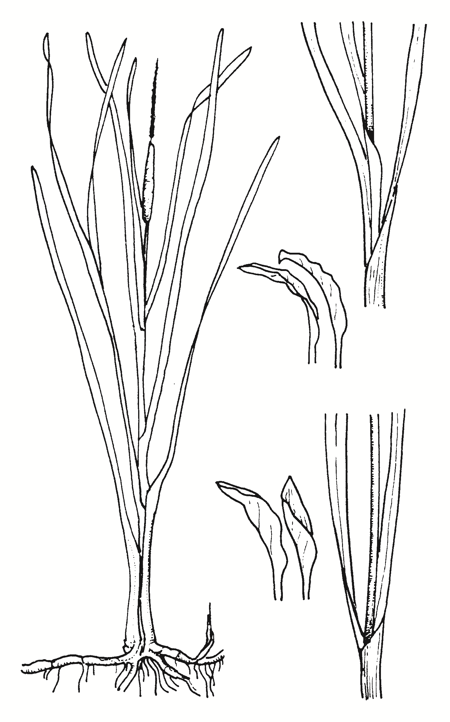 Typha domingensis