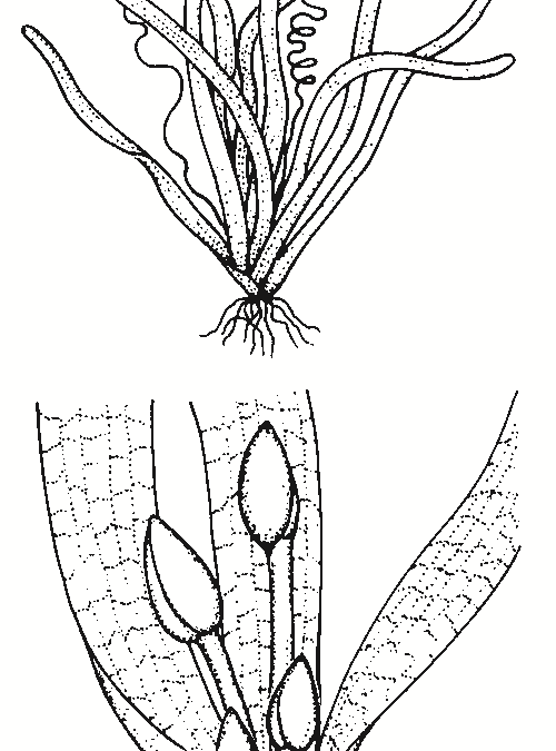 Vallisneria australis