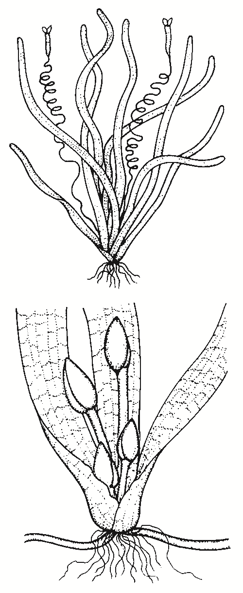 Vallisneria australis