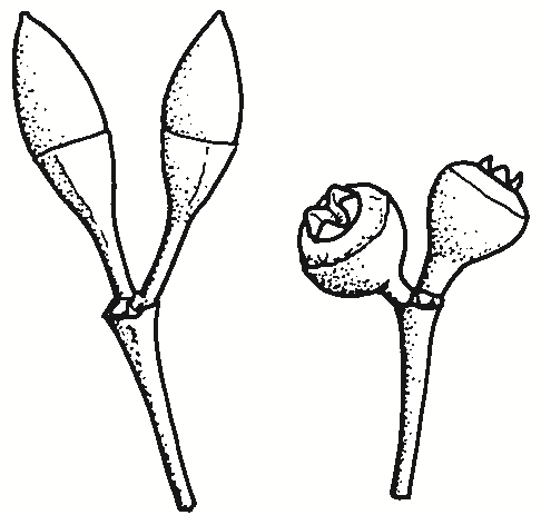 Eucalyptus blakelyi