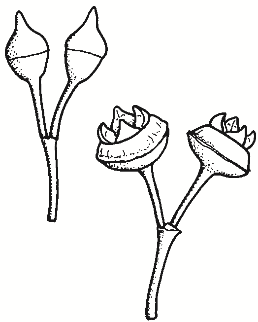 Eucalyptus camaldulensis